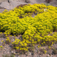 Euphorbe petit-cyprès Clarice Howard - Euphorbia cyparissias clarice howard - Bakker