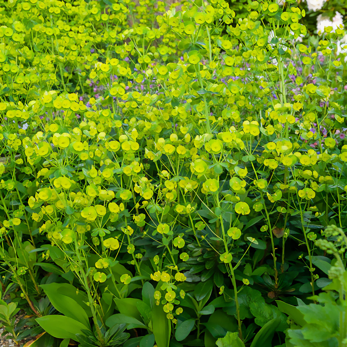 Euphorbia amygdaloides Robbiae - Euphorbe des bois - Euphorbe