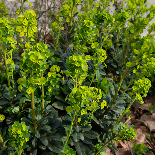 Euphorbe des bois - Bakker