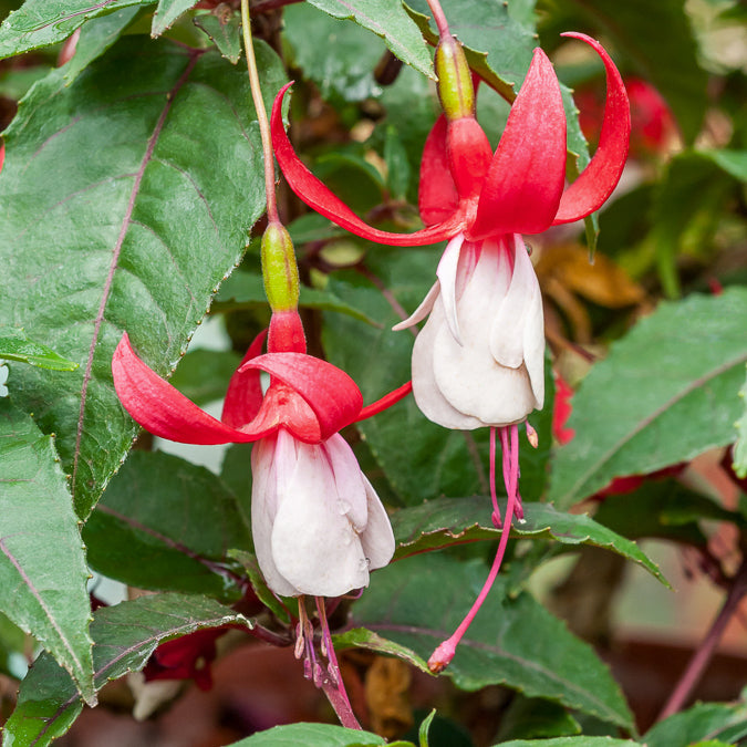 6 Fuchsias rustiques en mélange - Fuchsia Mme Cornelissen,  Brilliant - Bakker
