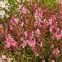 Gaura Cherry Brandy - Gaura lindheimeri Cherry Brandy - Bakker