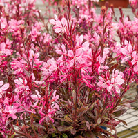 Gaura Crimson Butterflies - Gaura lindheimeri Crimson Butterflies - Bakker