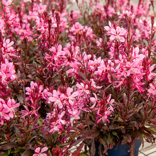 Gaura Crimson Butterflies