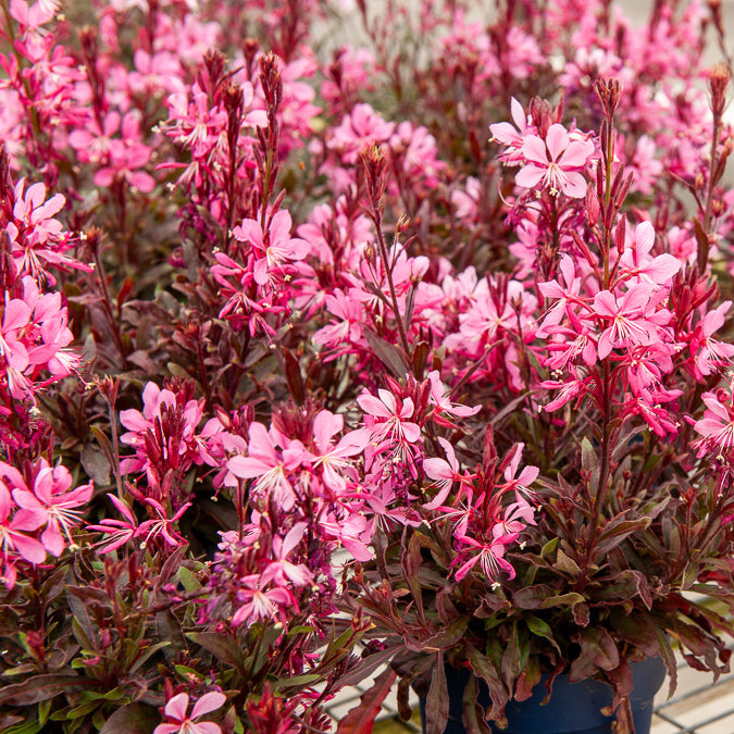 Gaura Crimson Butterflies - Bakker