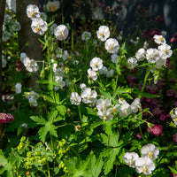 Géranium vivace à fleurs blanches - Bakker