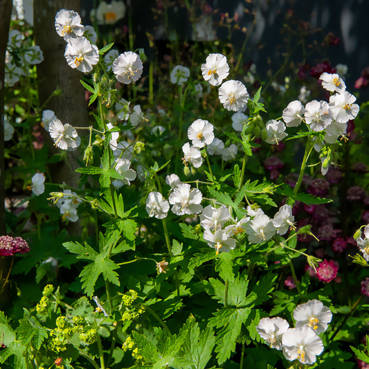 Géranium vivace à fleurs blanches - Bakker