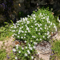 Géranium vivace Album