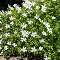 Géranium vivace Album