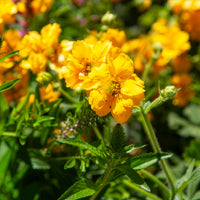 Benoîte - Benoîte Lady Stratheden - Geum chiloense Lady Stratheden