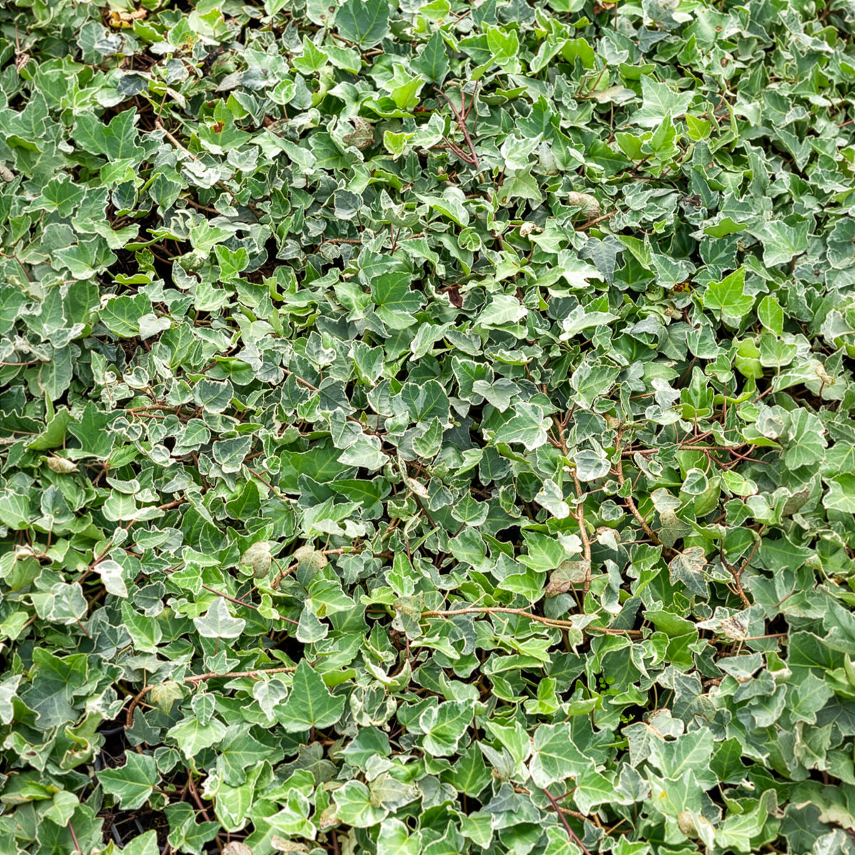Hedera helix Glacier - Lierre commun Glacier - Lierre grimpant - Hedera
