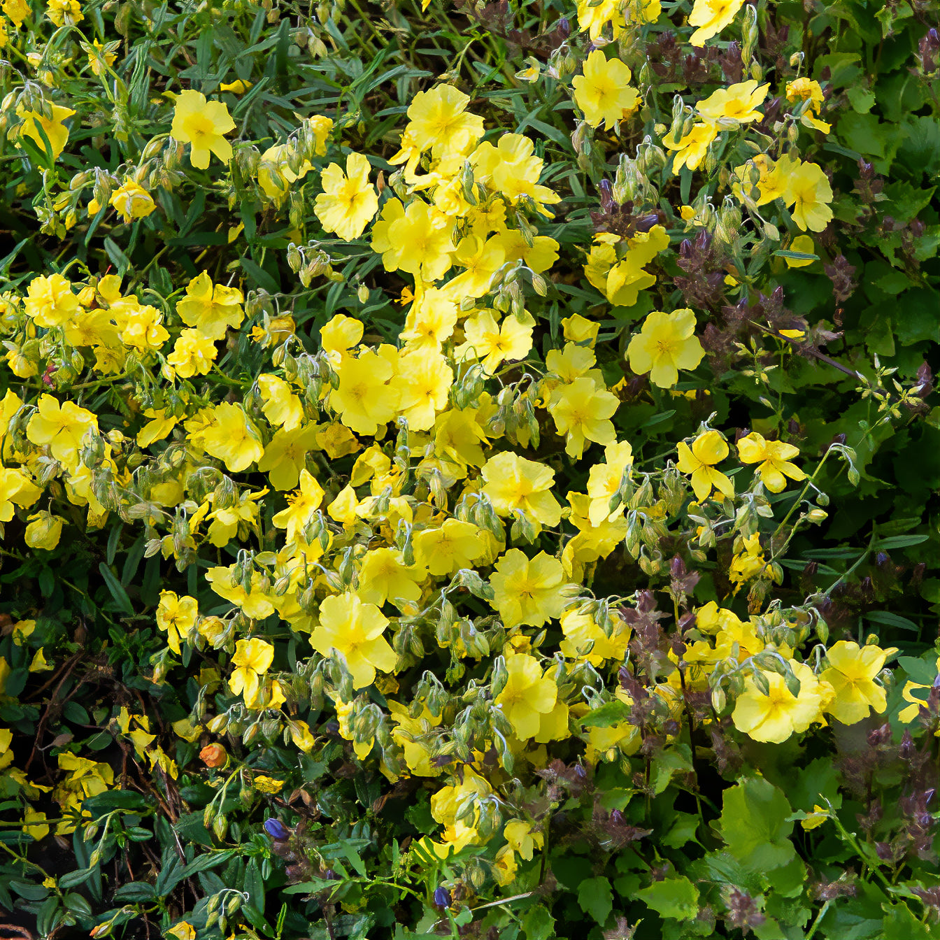Hélianthème Golden Queen - Bakker
