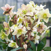 Hellébore Emma - Bakker
