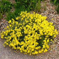 Hélianthème Wisley Primrose - Bakker