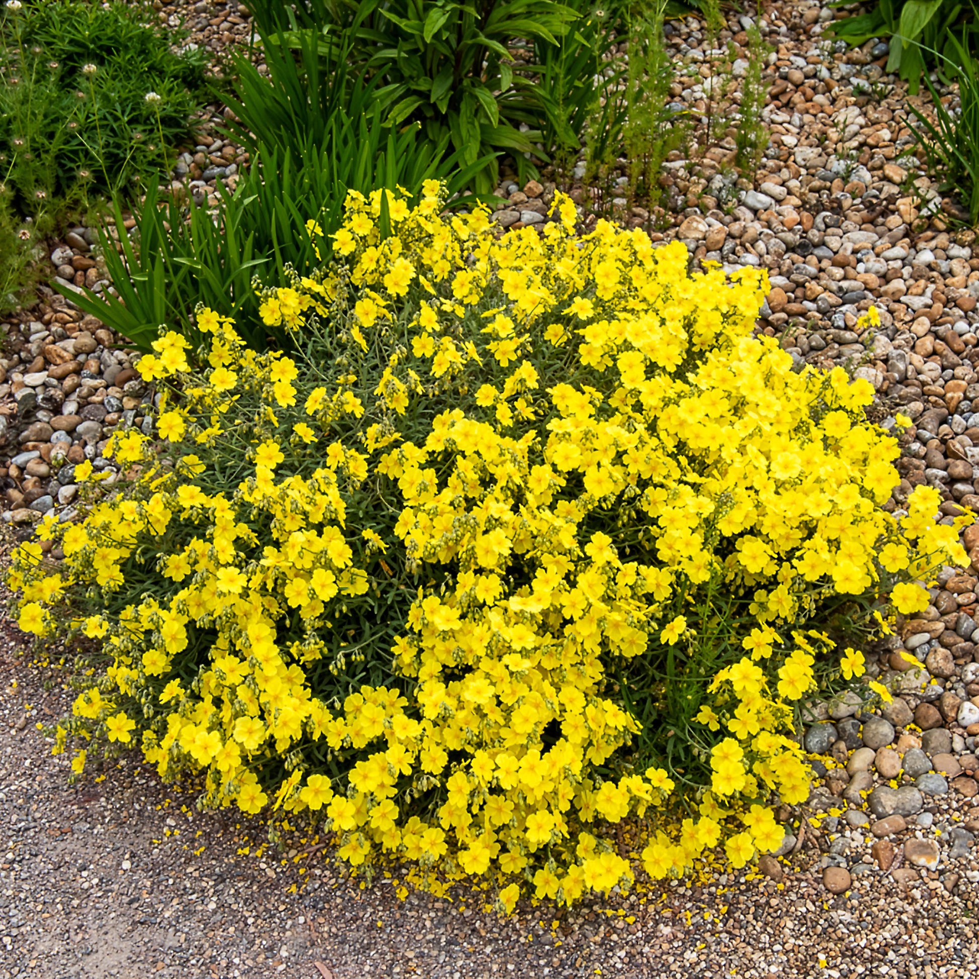 Hélianthème Wisley Primrose - Bakker