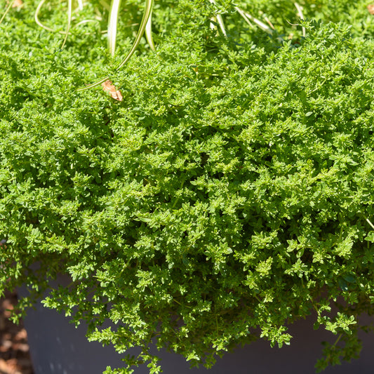 Herniaire glabre Turquette - Bakker