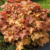 Heuchère Caramel - Heuchera caramel - Bakker
