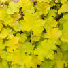 Heuchère Citronelle ® - Bakker