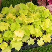 Heuchera citronelle ® - Heuchère Citronelle ® - Heuchère