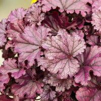 Heuchère Forever Purple - Bakker
