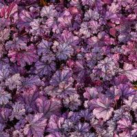 Heuchère Forever Purple - Heuchera Forever Purple - Bakker
