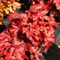 Heuchère Forever Red - Heuchera forever red  ( forever series ) - Bakker