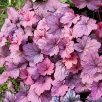 Heuchère Georgia Plum - Heuchera georgia plum - Bakker