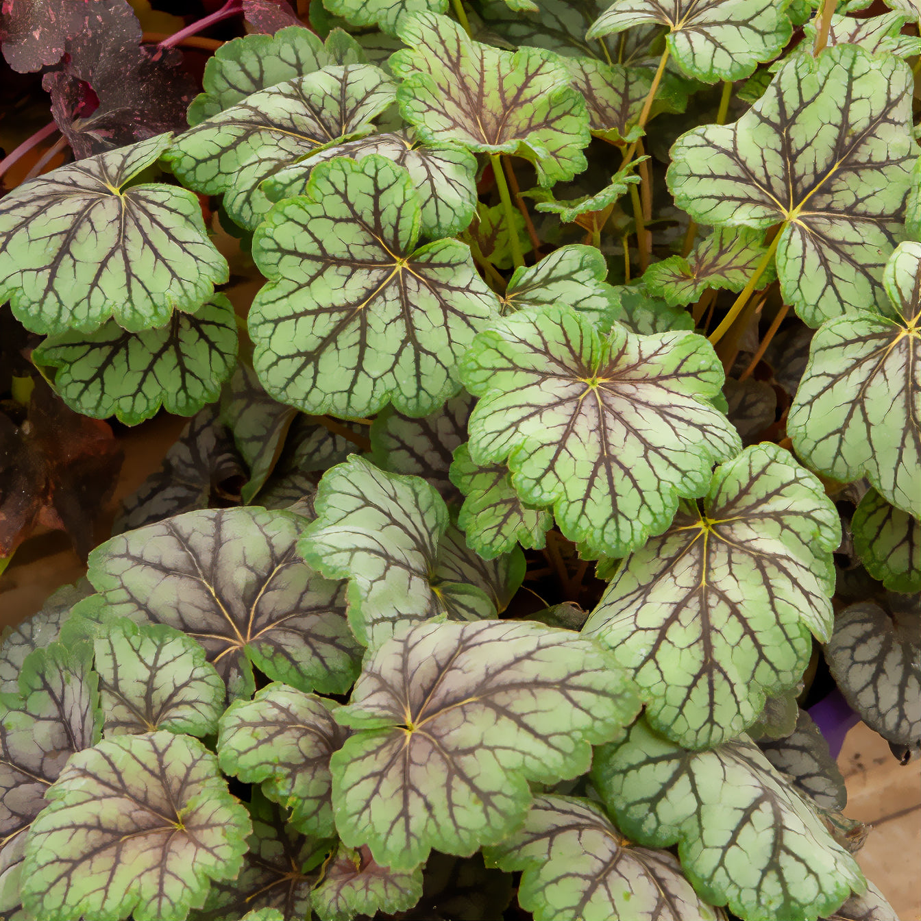 Heuchera green spice - Heuchère Green Spice - Heuchère