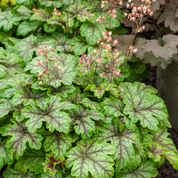 Heucherella Tapestry - Heucherella Tapestry - Bakker