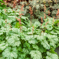 Heuchère Paris - Heuchera Paris - Bakker