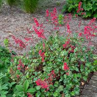 Heuchère sanguine Leuchtkäfer - Heuchera sanguinea Leuchtkäfer - Bakker