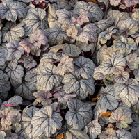 Heuchère Sugar Plum - Bakker