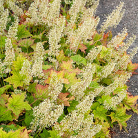 Heuchera villosa chantilly - Heuchère Chantilly - Plantes vivaces