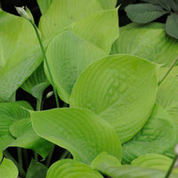 Hosta sum and substance - Hosta Sum and Substance - Hosta