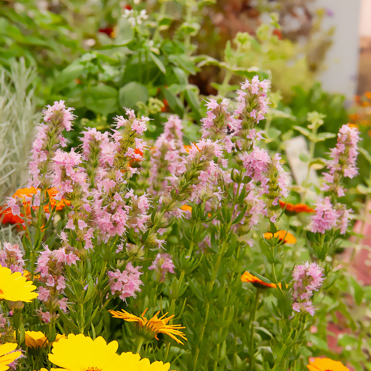 Hysope officinale rose - Bakker