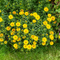 Aunée à feuille en épée - Inula ensifolia - Bakker