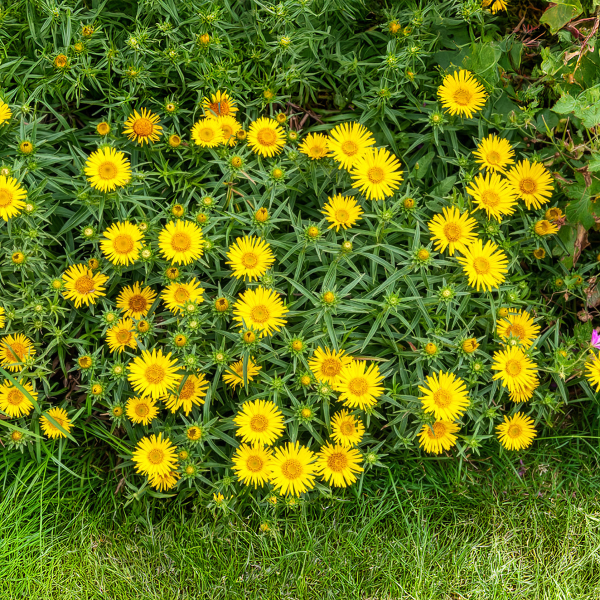 Aunée à feuille en épée - Inula ensifolia - Bakker