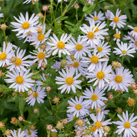 3 Faux-Asters japonais Charlotte - Bakker