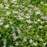 Vivaces fleuries - 3 Faux-Asters japonais Charlotte - Kalimeris incisa Charlotte