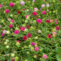 Plantes vivaces - Petite scabieuse de Macédoine Melton Pastels - Knautia macedonica Melton Pastels