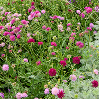 Knautia macedonica Melton Pastels - Petite scabieuse de Macédoine Melton Pastels - Plantes vivaces