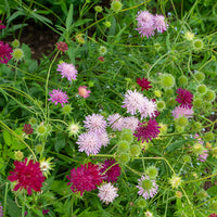 Petite scabieuse de Macédoine Melton Pastels - Knautia macedonica Melton Pastels - Bakker