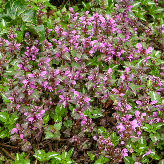 3 Lamiers tachetés Roseum - Bakker