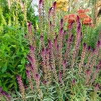 Lysimaque pourpre - Bakker