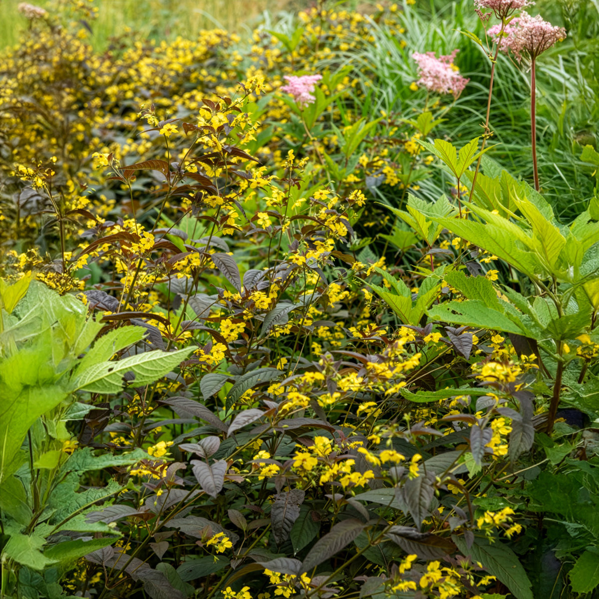 Lysimaque - Lysimaque ciliée Firecracker - Lysimachia ciliata Firecracker
