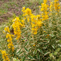 Lysimaque - Lysimaque ponctuée Alexander - Lysimachia punctata Alexander
