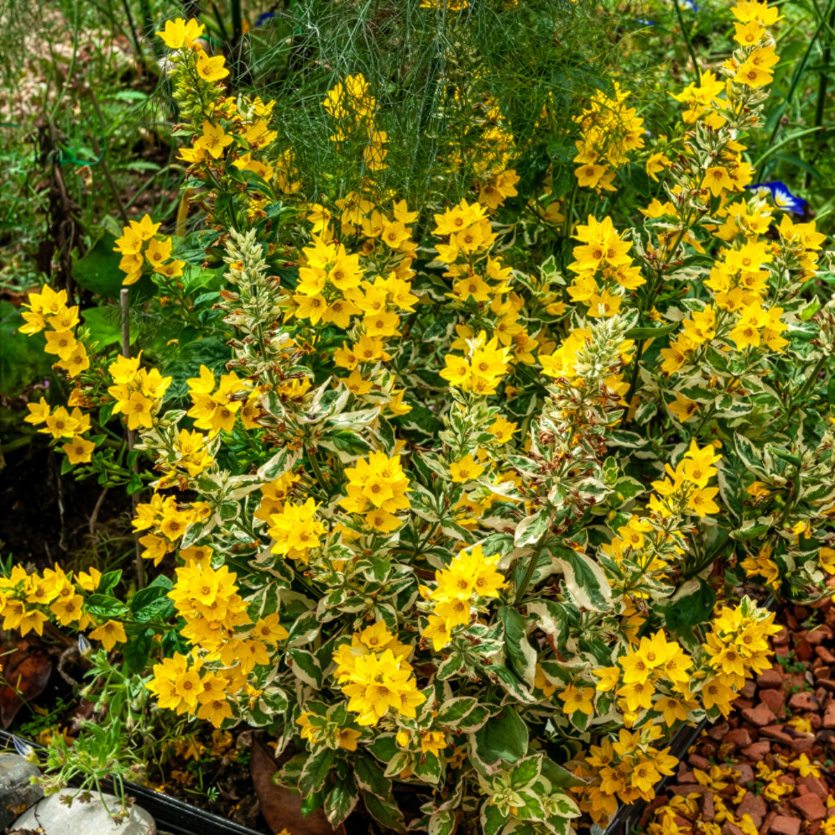 Lysimachia punctata Alexander - Lysimaque ponctuée Alexander - Lysimaque