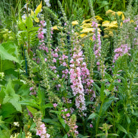 Lythrum salicaria Blush - Salicaire commune Blush - Salicaire
