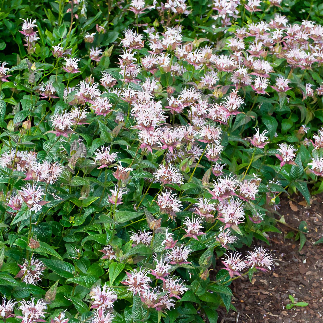 Monarde - Monarde bradburiana Bergamote sauvage - Monarda bradburiana