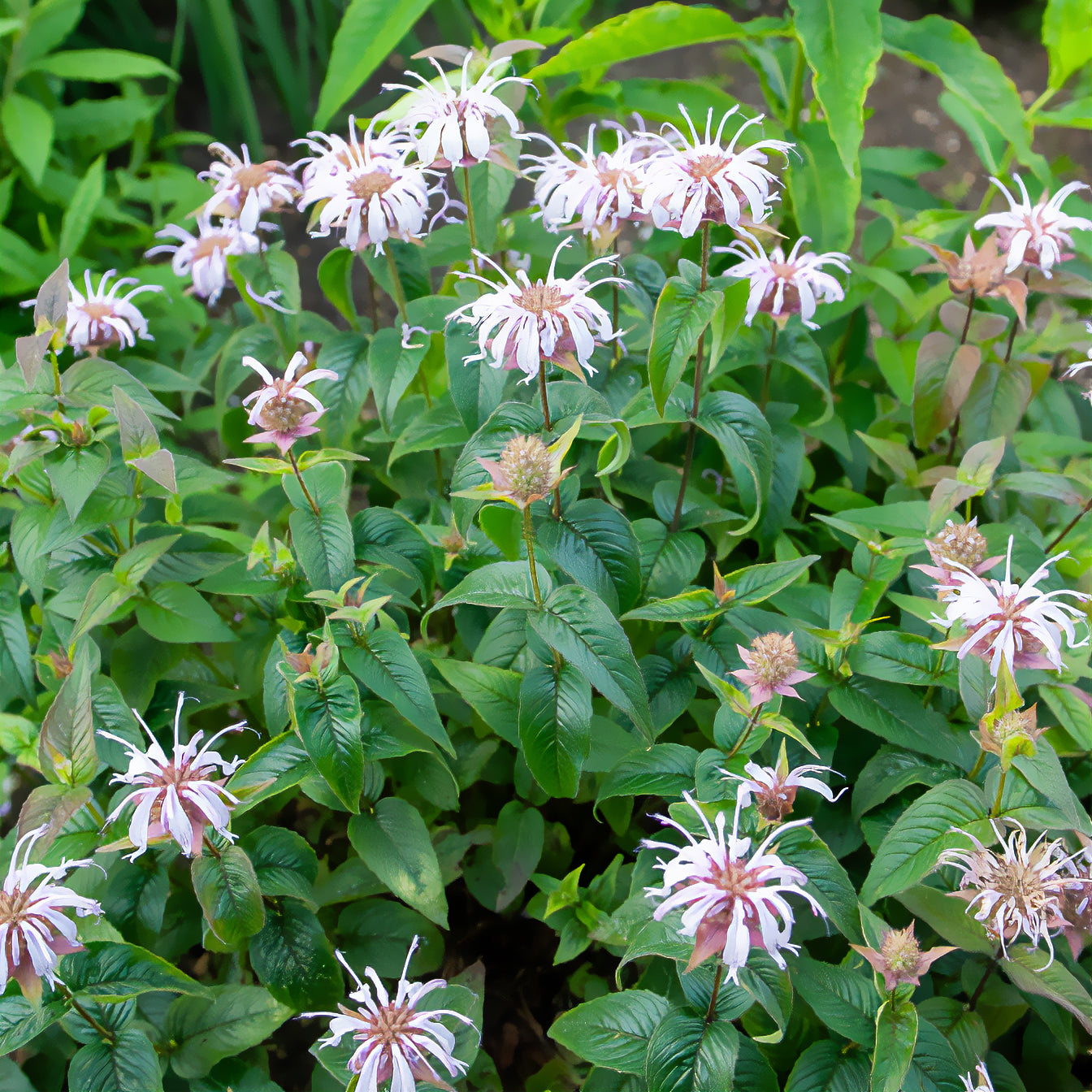 Monarda bradburiana - Monarde bradburiana Bergamote sauvage - Monarde