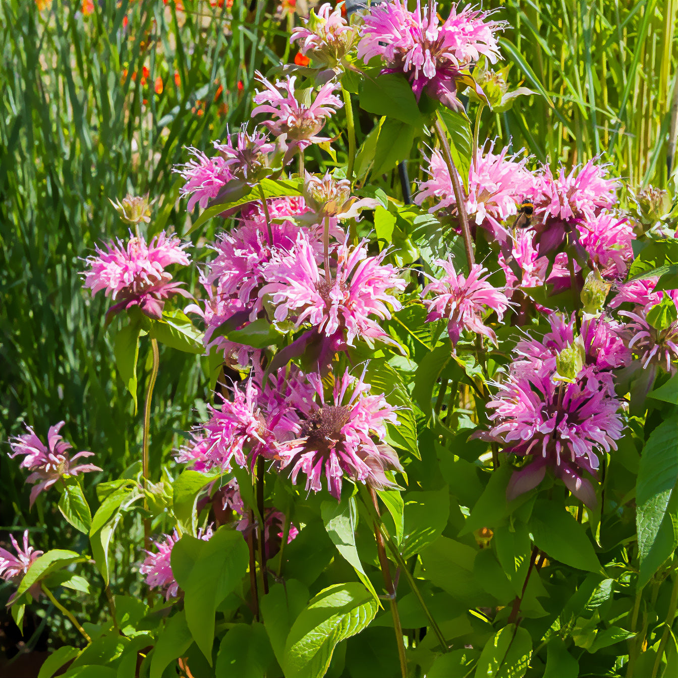 Monarda beauty of cobham - Monarde Beauty of Cobham - Monarde